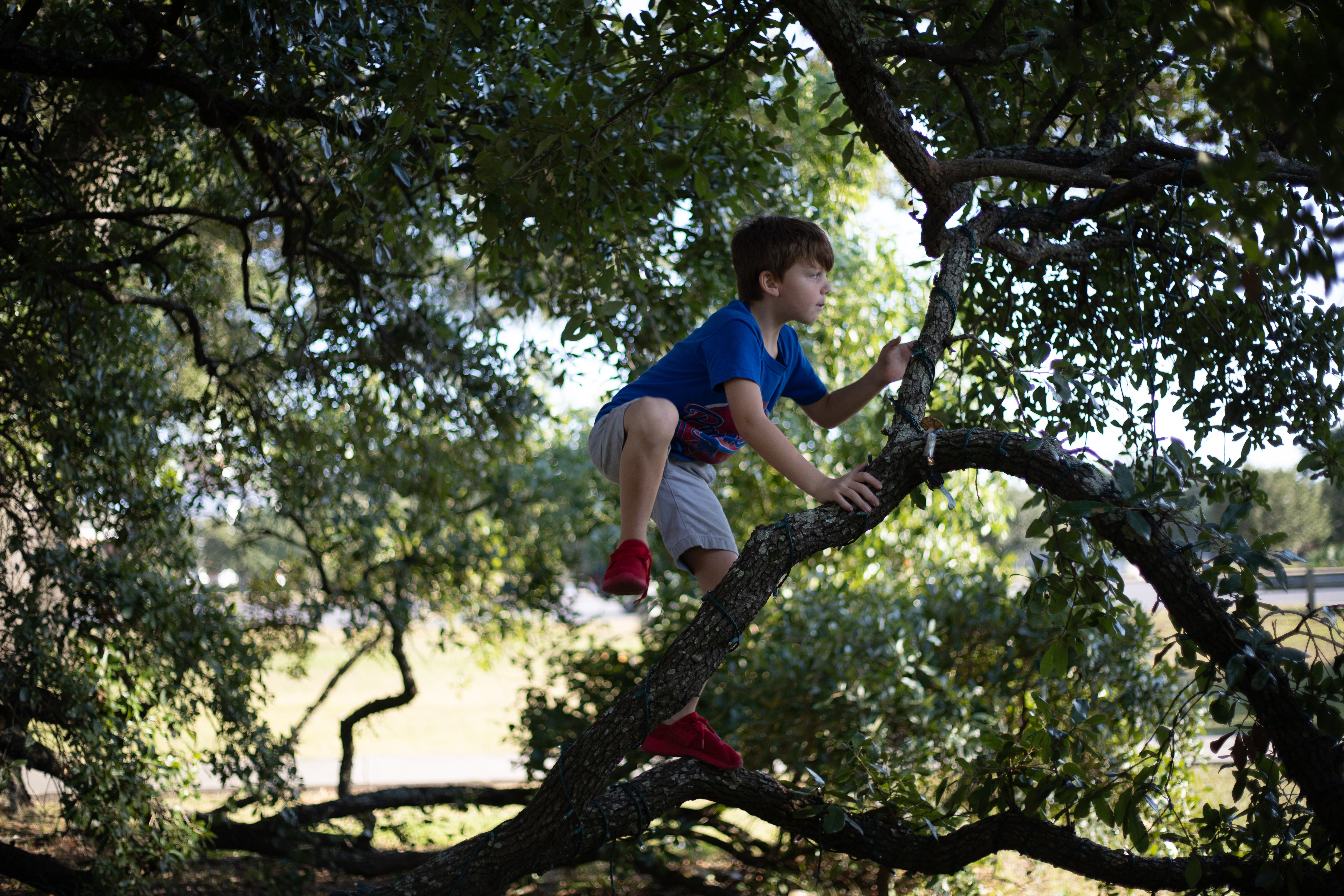 Can you climb a tree. Лазание по деревьям. Мальчик на дереве. Дерево для детей.